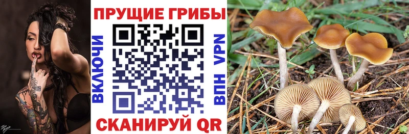 Галлюциногенные грибы GOLDEN TEACHER  Сысерть 